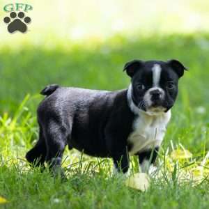 Oliver, Boston Terrier Puppy